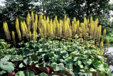 Nøkketunge Ligularia przewalskii 5-10 potte P9 Ligularia przewalskii