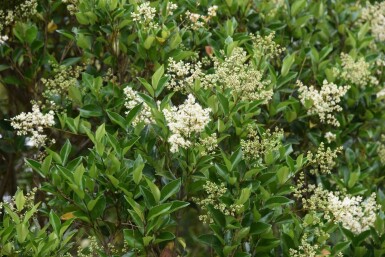 Ligustrum lucidum C2 30-40