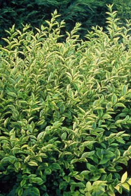 Storbladet liguster Ligustrum ovalifolium 'Aureum' busk 30-40 potte C2