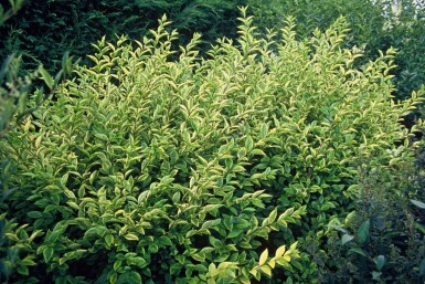 Storbladet liguster Ligustrum ovalifolium 'Aureum' busk 30-40 potte C2