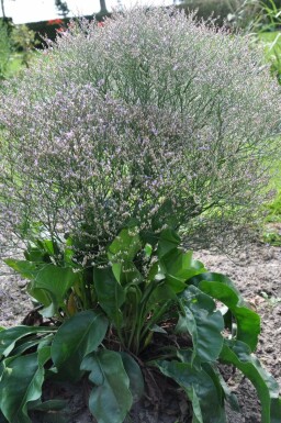 Sølv-hindebæger Limonium latifolium 5-10 potte P9 Limonium latifolium