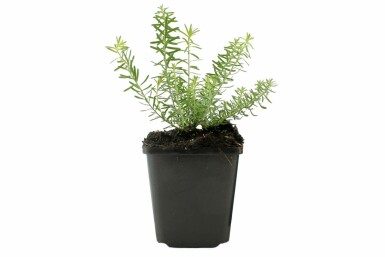 Flerårig hør Linum perenne 'Album' 5-10 potte P9 Linum perenne 'Album'