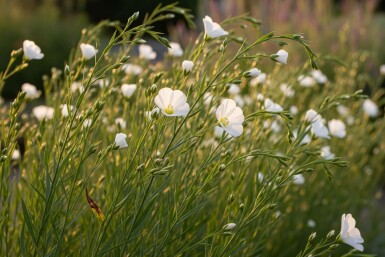 Flerårig hør Linum perenne 'Album' 5-10 potte P9 Linum perenne 'Album'