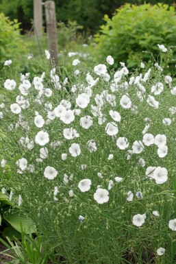 Flerårig hør Linum perenne 'Diamant' 5-10 potte P9 Linum perenne 'Diamant'