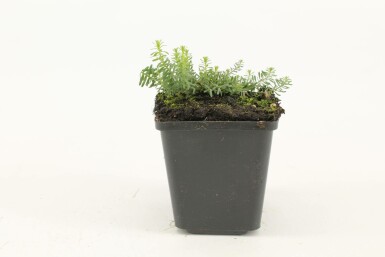 Flerårig hør Linum perenne 'Diamant' 5-10 potte P9 Linum perenne 'Diamant'