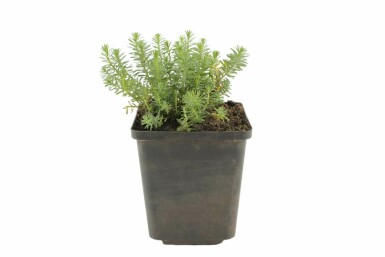 Flerårig hør Linum perenne 'Saphir' 5-10 potte P9 Linum perenne 'Saphir'