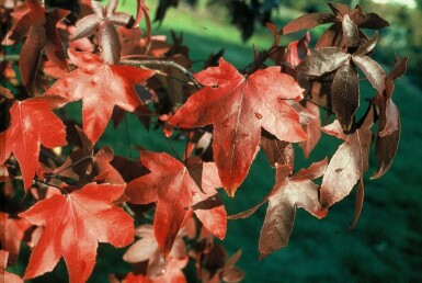 Virginsk ambratræ Liquidambar styraciflua 'Worplesdon' busk 60-80 potte C3