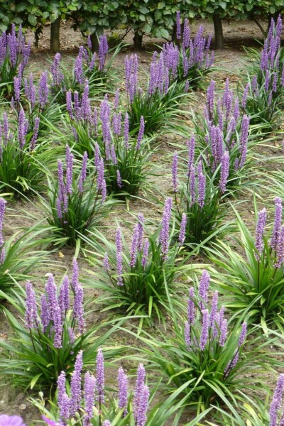 Japansk skilla Liriope muscari 'Moneymaker' 5-10 potte P9 Liriope muscari 'Moneymaker'