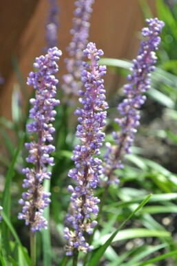 Japansk skilla Liriope muscari 'Moneymaker' 5-10 potte P9 Liriope muscari 'Moneymaker'