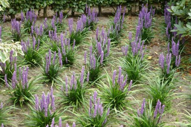 Japansk skilla Liriope muscari 'Moneymaker' 5-10 potte P9 Liriope muscari 'Moneymaker'