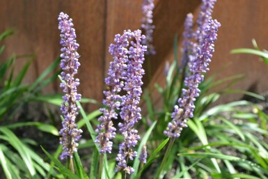 Japansk skilla Liriope muscari 'Moneymaker' 5-10 potte P9 Liriope muscari 'Moneymaker'