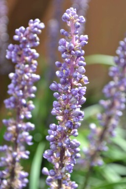 Japansk skilla Liriope muscari 'Moneymaker' 5-10 potte P9 Liriope muscari 'Moneymaker'