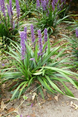 Japansk skilla Liriope muscari 'Moneymaker' 5-10 potte P9 Liriope muscari 'Moneymaker'