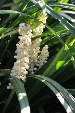 Japansk skilla Liriope muscari 'Monroe White' 5-10 potte P9 Liriope muscari 'Monroe White'