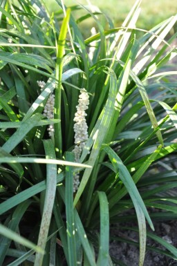 Japansk skilla Liriope muscari 'Monroe White' 5-10 potte P9 Liriope muscari 'Monroe White'