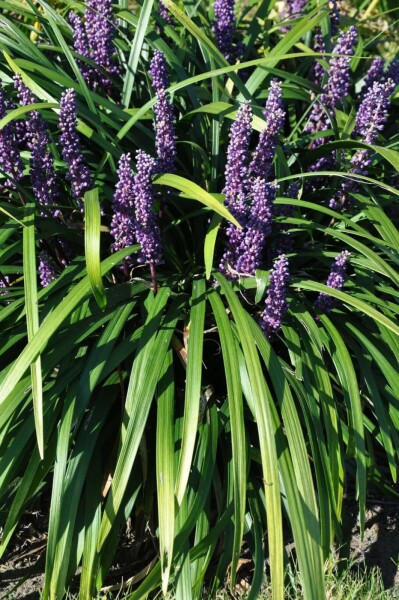 Japansk skilla Liriope muscari 'Royal Purple' 10-15 potte C2 Liriope muscari 'Royal Purple'