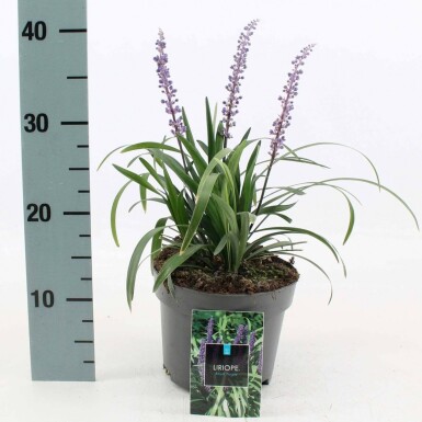 Japansk skilla Liriope muscari 'Royal Purple' 10-15 potte C2 Liriope muscari 'Royal Purple'