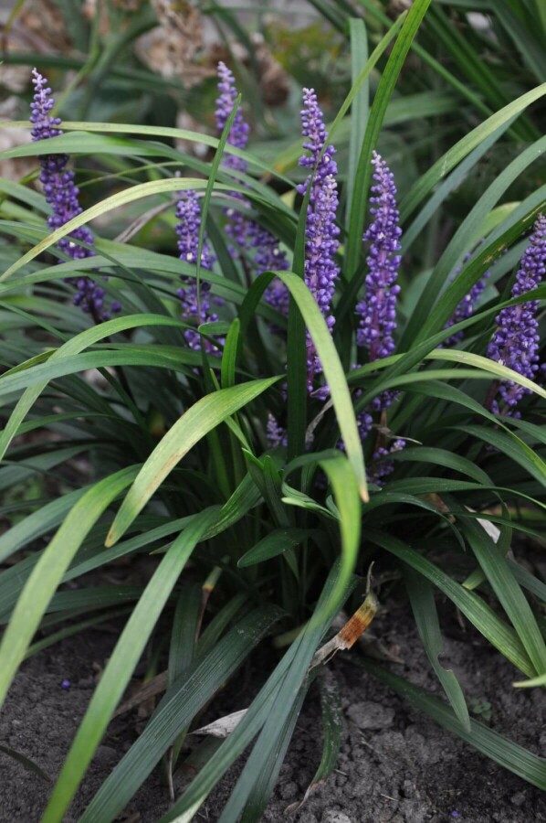 Japansk skilla Liriope muscari 'Royal Purple' 10-15 potte C2 Liriope muscari 'Royal Purple'