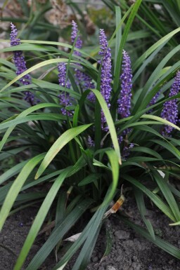 Japansk skilla Liriope muscari 'Royal Purple' 10-15 potte C2 Liriope muscari 'Royal Purple'