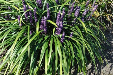 Japansk skilla Liriope muscari 'Royal Purple' 10-15 potte C2 Liriope muscari 'Royal Purple'