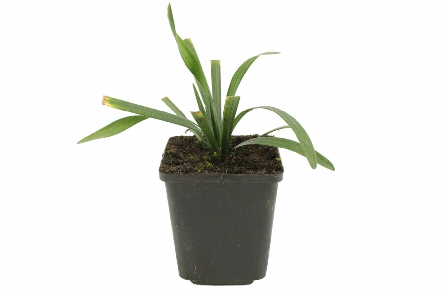 Japansk skilla Liriope muscari 'Royal Purple' 5-10 potte P9 Liriope muscari 'Royal Purple'