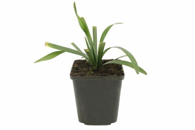 Japansk skilla Liriope muscari 'Royal Purple' 5-10 potte P9 Liriope muscari 'Royal Purple'