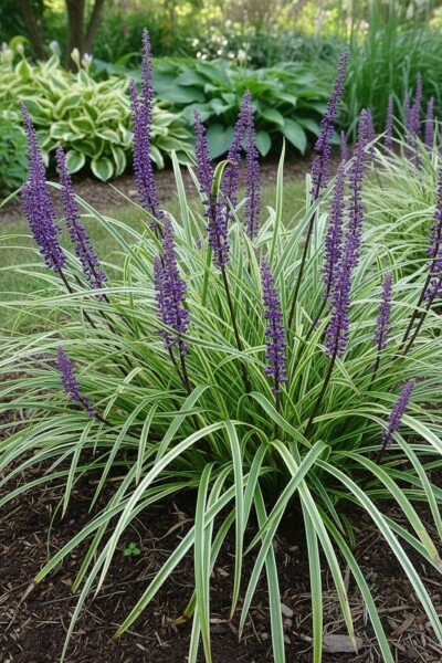 Japansk skilla Liriope muscari 'Silvery Sunproof' 10-15 potte C2 Liriope muscari 'Silvery Sunproof'