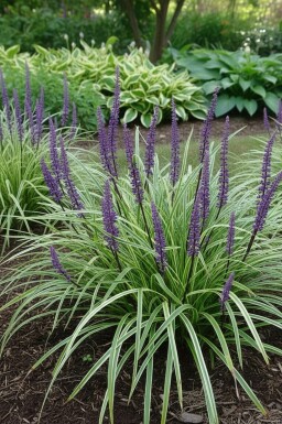 Japansk skilla Liriope muscari 'Silvery Sunproof' 10-15 potte C2 Liriope muscari 'Silvery Sunproof'