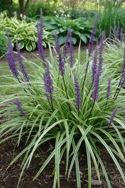 Japansk skilla Liriope muscari 'Silvery Sunproof' 5-10 potte P9 Liriope muscari 'Silvery Sunproof'