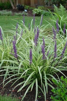 Japansk skilla Liriope muscari 'Silvery Sunproof' 5-10 potte P9 Liriope muscari 'Silvery Sunproof'