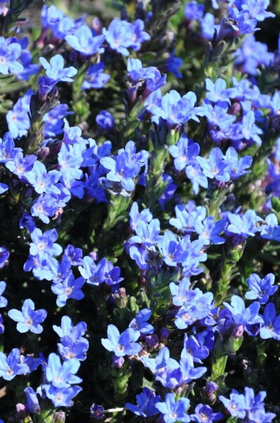 Himmelblå Lithodora diffusa 'Heavenly Blue' 5-10 potte P9 Lithodora diffusa 'Heavenly Blue'