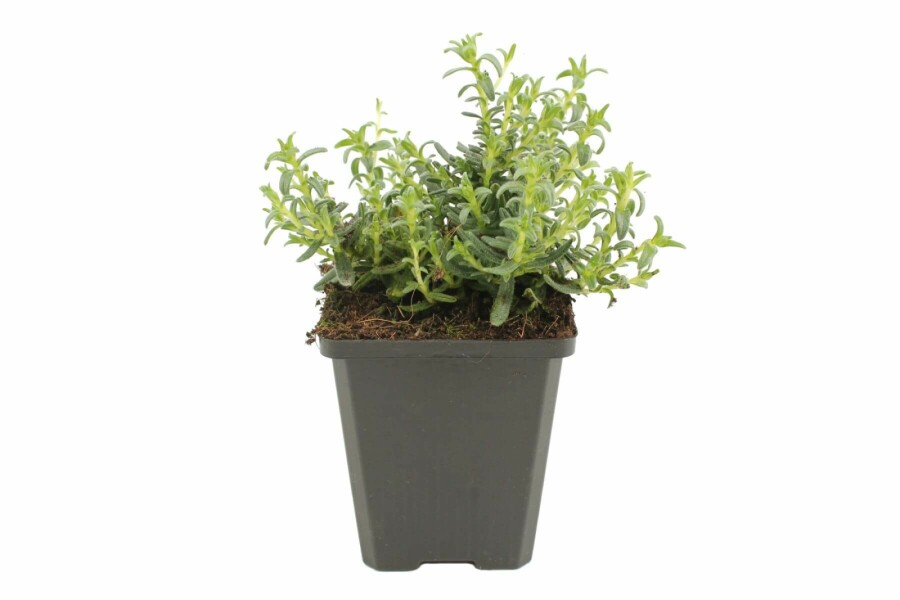 Himmelblå Lithodora diffusa 'Heavenly Blue' 5-10 potte P9 Lithodora diffusa 'Heavenly Blue'