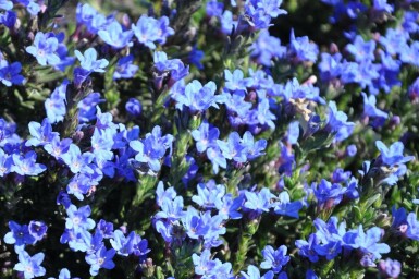 Himmelblå Lithodora diffusa 'Heavenly Blue' 5-10 potte P9 Lithodora diffusa 'Heavenly Blue'