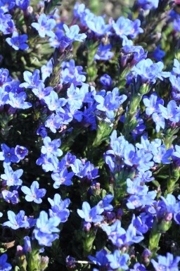 Himmelblå Lithodora diffusa 'Heavenly Blue' 5-10 potte P9