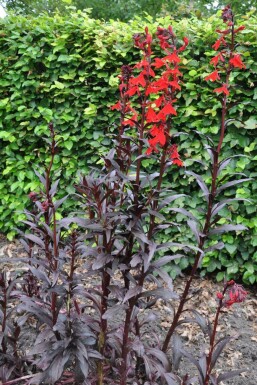 Kardinallobelie Lobelia fulgens 'Queen Victoria' 5-10 potte P9 Lobelia fulgens 'Queen Victoria'