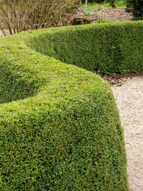 Myrtegedeblad Lonicera nitida 'Elegant' 5-10 potte P9 Lonicera nitida 'Elegant' busk 5-10 cm