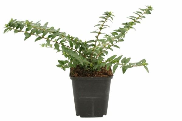 Lonicera nitida 'Maigrün' busk 5-10 cm