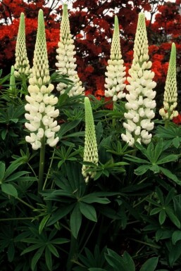 Lupin Lupinus 'Noble Maiden' 5-10 potte P9