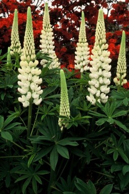 Lupin Lupinus 'Noble Maiden' 5-10 potte P9 Lupinus 'Noble Maiden'