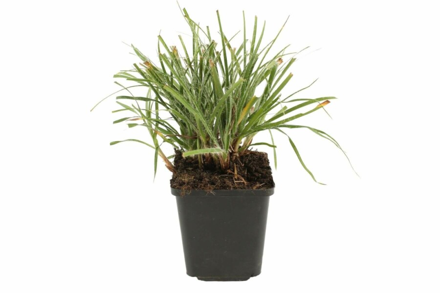 Snefrytle Luzula nivea 5-10 potte P9 Luzula nivea