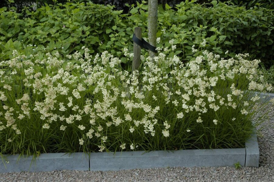 Snefrytle Luzula nivea 5-10 potte P9 Luzula nivea