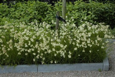 Snefrytle Luzula nivea 5-10 potte P9 Luzula nivea