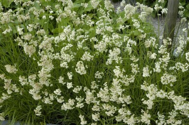 Snefrytle Luzula nivea 5-10 potte P9 Luzula nivea