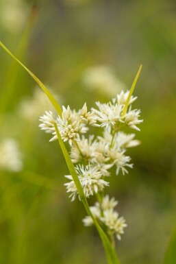 Snefrytle Luzula nivea 5-10 potte P9 Luzula nivea