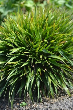 Håret frytle Luzula pilosa 'Igel' 5-10 potte P9 Luzula pilosa 'Igel'