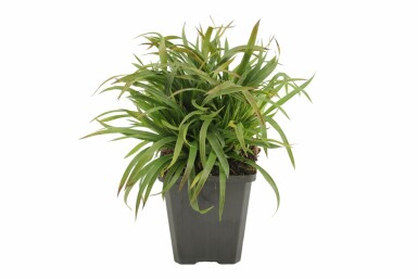 Håret frytle Luzula pilosa 'Igel' 5-10 potte P9 Luzula pilosa 'Igel'