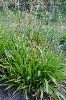 Stor frytle Luzula sylvatica 5-10 potte P9 Luzula sylvatica
