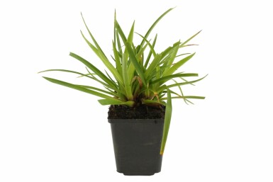 Stor frytle Luzula sylvatica 5-10 potte P9 Luzula sylvatica