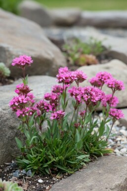 Alpetjærenellike Lychnis alpina 'Rosea' 5-10 potte P9 Lychnis alpina 'Rosea'