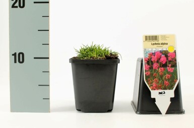 Alpetjærenellike Lychnis alpina 'Rosea' 5-10 potte P9 Lychnis alpina 'Rosea'
